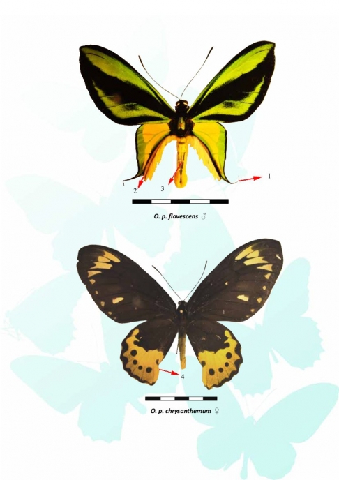 contoh isi buku kupu lindungan 2